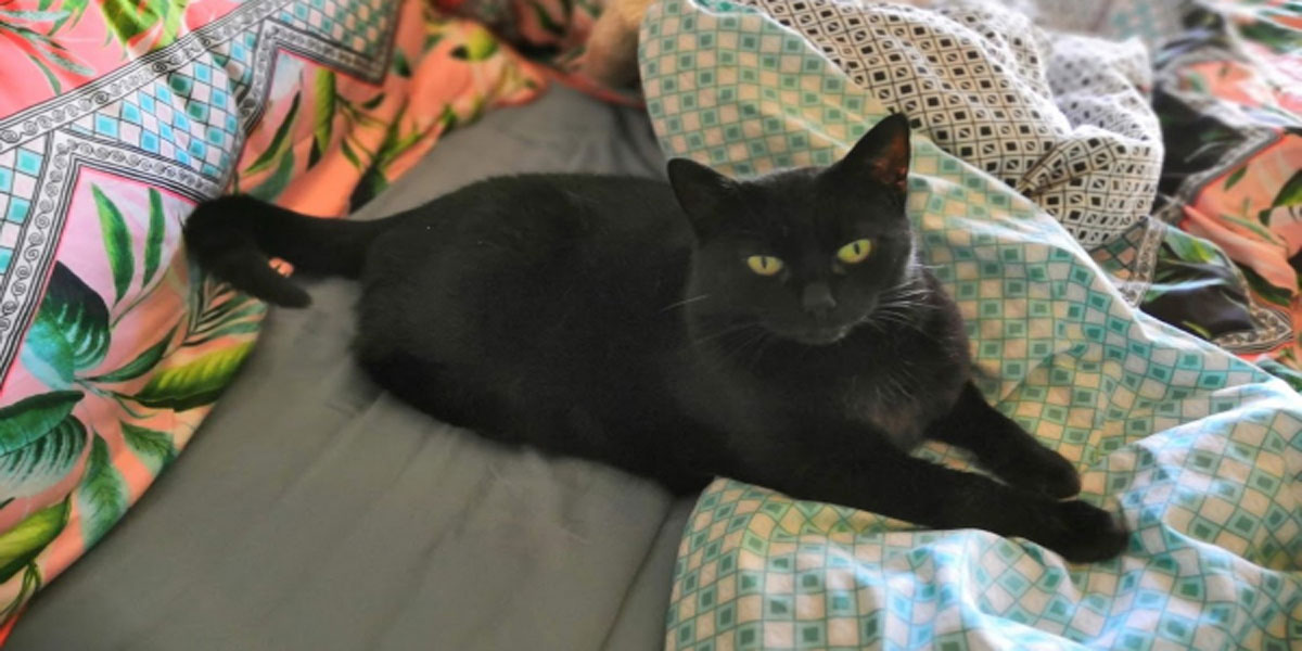 A Cat’s Guide to Social Distancing, Cats, life, self care